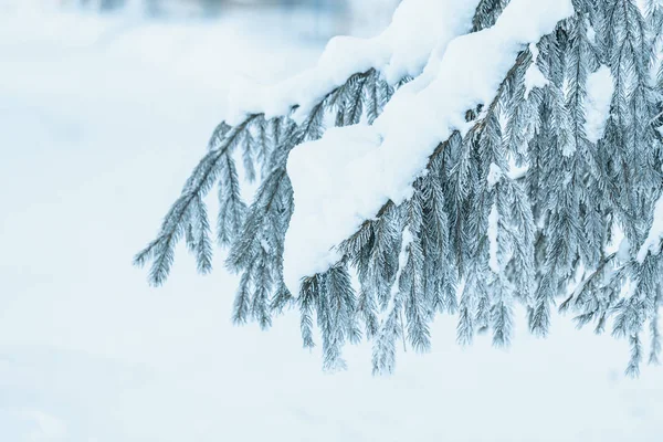 푸른 가문비나무 가지들은 서리로 덮여 있다 — 스톡 사진