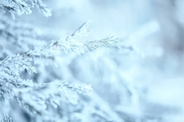 Takken van blauwe sparren is bedekt met vorst — Stockfoto