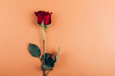 Mesaj kartlı kırmızı gül..