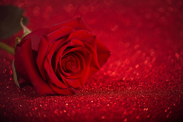 Red one Rose on shining red background with bokeh circles, Valentines day, Mothers day. Glitter background.