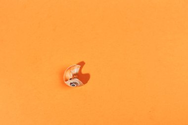 Kırık kabuk mavi arkaplanda