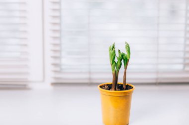 Beyaz pencerede sergilenen küçük yeşil bir saksı zamioculcas