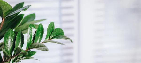 Una pequeña maceta verde zamioculcas exhibida en la ventana blanca — Foto de Stock