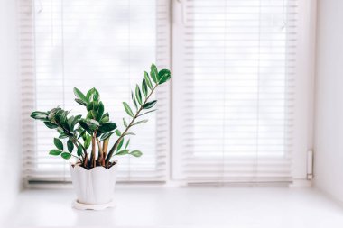 Beyaz pencerede sergilenen küçük yeşil bir saksı zamioculcas