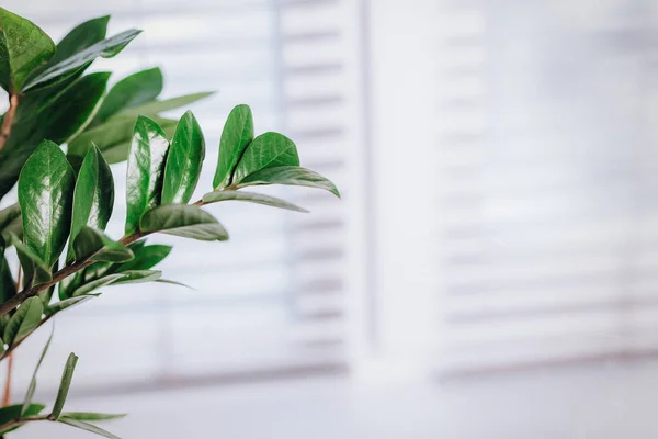 Um pequeno vaso de planta verde zamioculcas exibido na janela branca — Fotografia de Stock