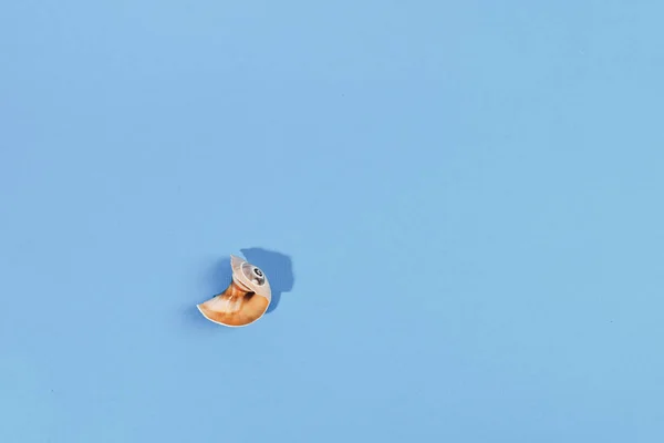 Sozinho shell quebrado no fundo azul — Fotografia de Stock