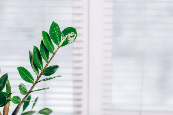 Um pequeno vaso de planta verde zamioculcas exibido na janela branca — Fotografia de Stock