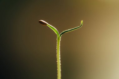 Küçük taze tohum filizi, makro fotoğrafçılık, ilkbahar zamanı, doğanın uyanışı.