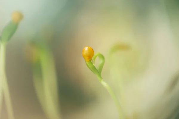 Pequeno broto de sementes frescas — Fotografia de Stock