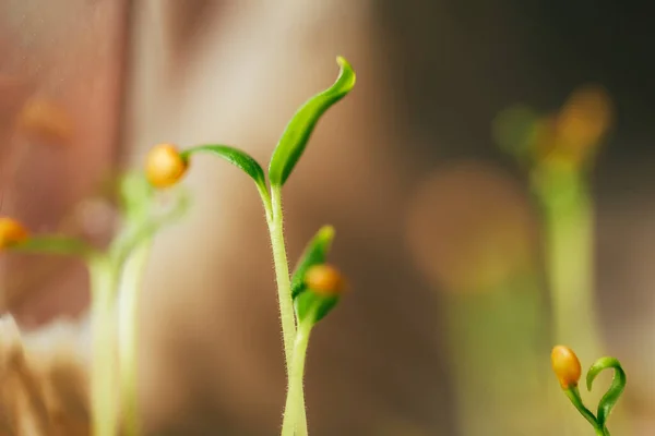 Pequeno broto de sementes frescas — Fotografia de Stock