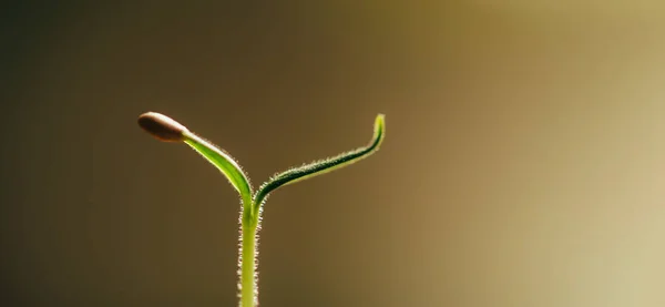 Kleines Frisches Saatgut Makrofotografie Frühling Das Erwachen Der Natur — Stockfoto