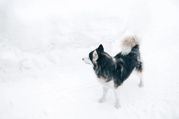 Черно-белая хаски в белом снегу — стоковое фото