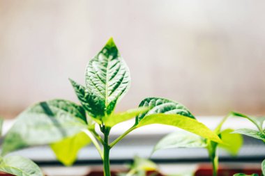 Güneşin altında genç fideler.