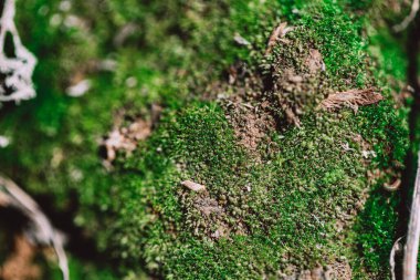 Güzel yeşil yosunlar vahşi doğada yakınlaşır