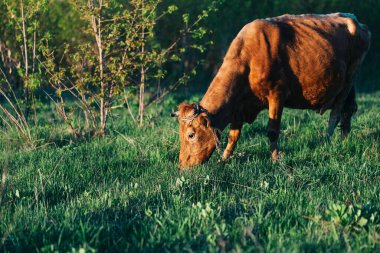 Güzel bir inek tarlada otluyor, inek taze yeşil otlar yiyor, temiz bir çevre ürünü..