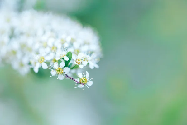 美丽的樱花 洁白的花朵 苏醒的大自然 — 图库照片