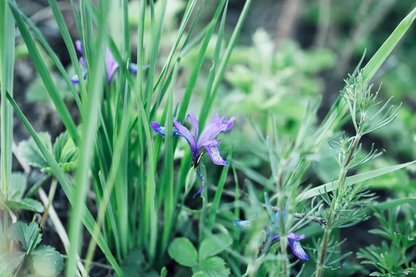 Beautiful purple irises, the first May flowers, the awakening of nature.