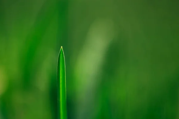 Макроснимок Цветущей Пшеницы Размытом Фоне — стоковое фото