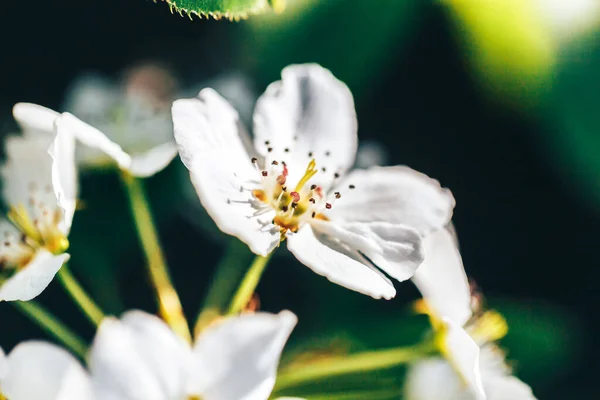 Bela Árvore Maçã Florida Foto Macro Dos Pilões Flores Estames — Fotografia de Stock