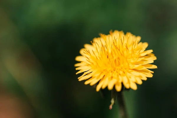 Flor Diente León Macro Toma Diente León Amarillo — Foto de Stock