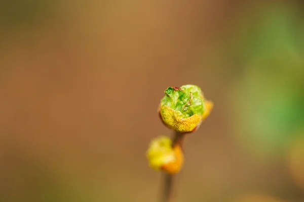 Floração Árvores Frutíferas Macro Tiro Flor Broto — Fotografia de Stock