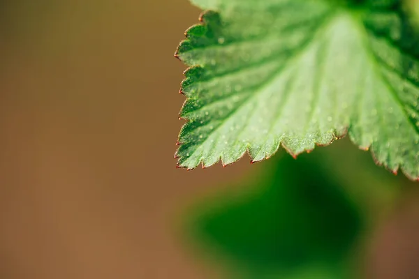 Hermosa hoja verde fresca sobre un fondo claro, macroplano de hoja de grosella —  Fotos de Stock