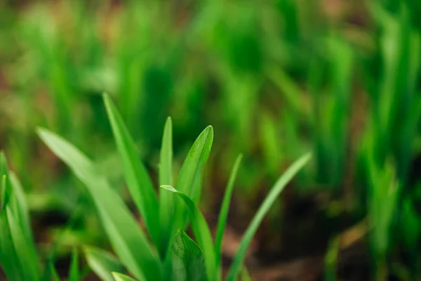 Макроснимок листа, росток травы на размытом фоне — стоковое фото