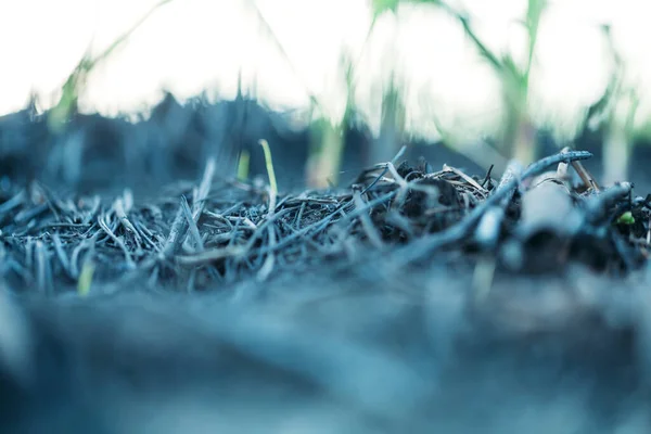Germinação de grama após um incêndio, restauração da natureza, seleção natural — Fotografia de Stock