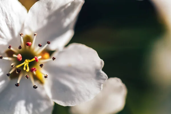 Bela árvore de maçã florida, foto macro dos pilões de flores e estames — Fotografia de Stock