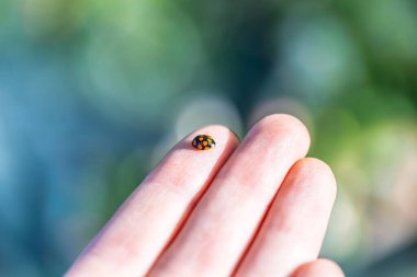 Güneşli bir günde açık havada parmaklarıyla uğur böceklerinin makro çekimi.