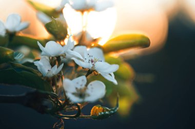 Güzel çiçek açan elma ağacı, çiçek kabukları ve erkek organlarının makro fotoğrafı..
