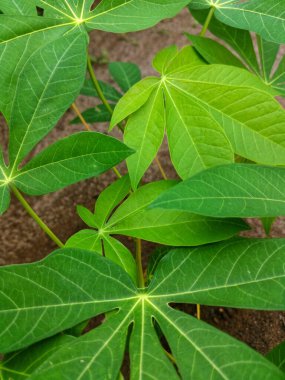 On taze manyok yaprağı.