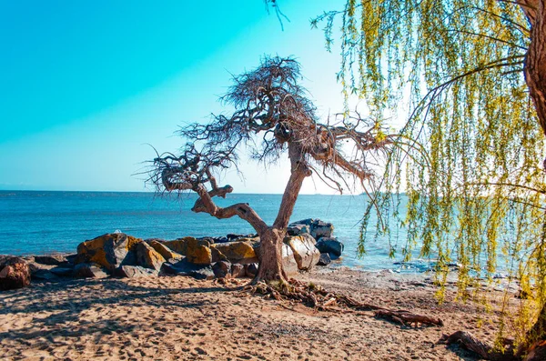 Rio De La Plata manzaralı Colonia Del Sacramento, Uruguay 'daki yaşlı ağaç.