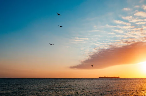Rio De La Plata manzaralı ve bulutların üzerinde uçan kuşlarla Colonia Del Sacramento, Uruguay 'da nefessiz bir altın saat..