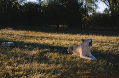 Güney Afrika 'da Johannesburg' da bir koruma merkezinde vahşi bir geçmişi olan esneyen bir dişi aslan ve bir aslan yavrusundan oluşan rahat bir grup..