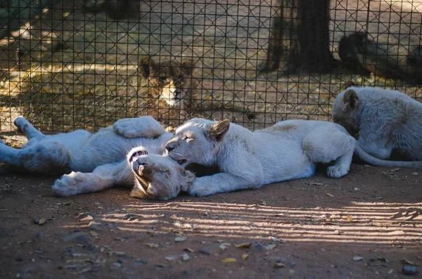 在栅栏的另一边 嬉闹的白狮幼崽同它们的哥哥分开了 — 图库照片