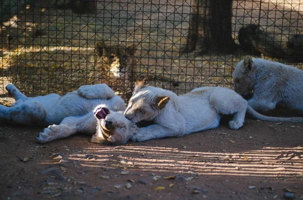 Verspielte Weiße Löwenjungen Von Ihrem Älteren Bruder Auf Der Anderen — Stockfoto