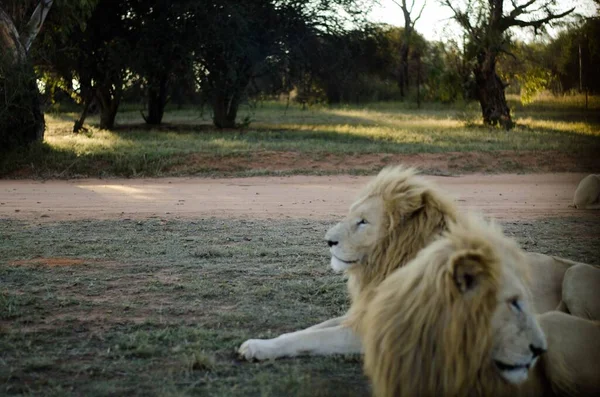 Grupo Relaxado Leões Olhando Para Longe Câmera Fundo Savana Parque — Fotografia de Stock