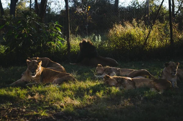 Leões Leões Grupo Relaxando Grama Centro Preservação Joanesburgo África Sul — Fotografia de Stock