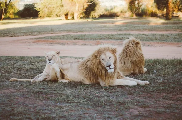Grupo Relaxado Leões Olhando Para Longe Câmera Fundo Savana Parque — Fotografia de Stock
