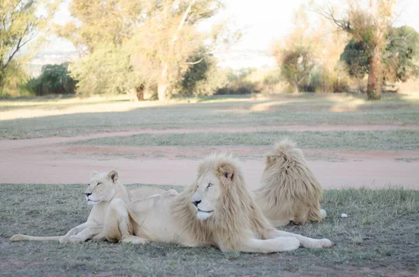 Groupe Détendu Lions Regardant Loin Caméra Dans Fond Savane Dans — Photo