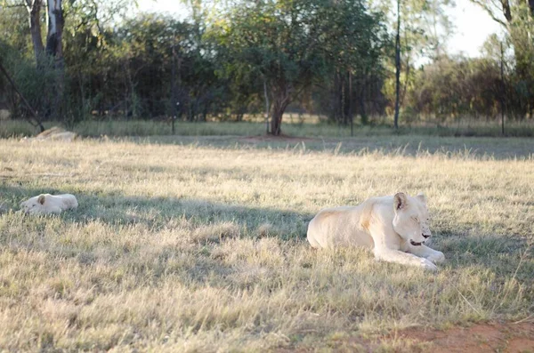 在南非约翰内斯堡的一个动物保护中心 一群宽松的母狮和一只带有草原背景的狮子宝宝在后面 — 图库照片