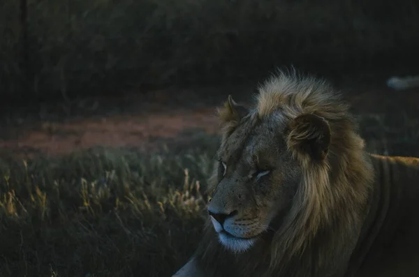 Lion Détendu Regardant Loin Caméra Dans Fond Savane Dans Parc — Photo