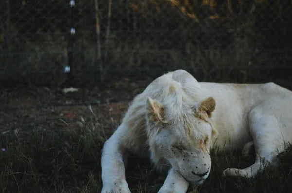 Sleepy Lioness Looking Camera Savannah Background Preservation Park Johannesburg South — Stock Photo, Image