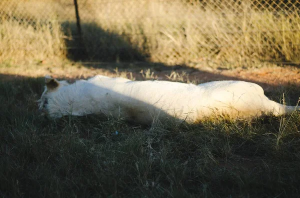 在南非约翰内斯堡的一个保护公园里 一只困倦的母狮没有在草原的背景下看着摄像机 — 图库照片