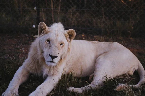 Uykulu bir dişi aslan Johannesburg, Güney Afrika 'daki bir koruma parkında arka planda kameraya bakıyor..