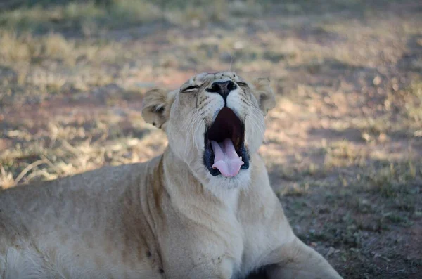 Una Leona Bostezando Cámara Fondo Sabana Parque Preservación Johannesburgo Sudáfrica — Foto de Stock