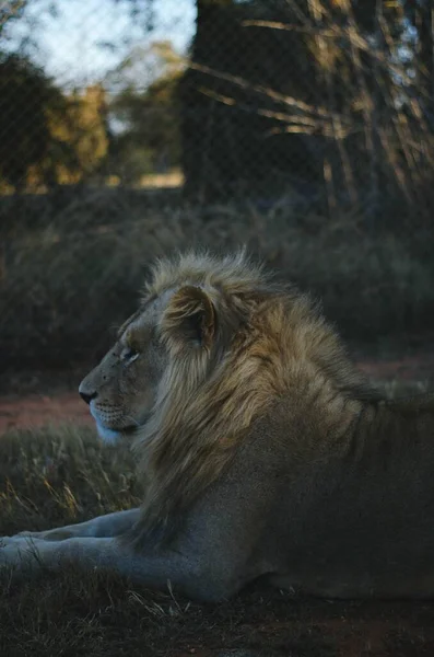 Ein Entspannter Löwe Blickt Vor Savannenhintergrund Einem Naturschutzpark Johannesburg Südafrika — Stockfoto