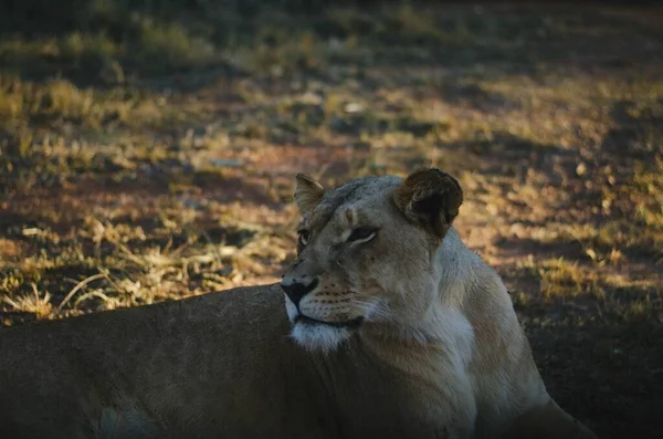 Uma Leoa Olhando Para Longe Câmera Fundo Savana Parque Preservação — Fotografia de Stock