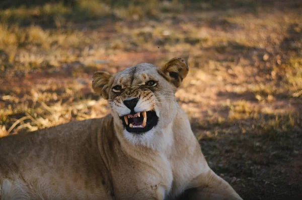 在南非约翰内斯堡的一个保护公园里 一只母狮在草原的背景下对着摄像机笑着 — 图库照片